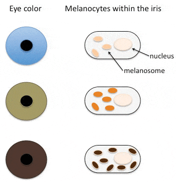 A graph with various eye colors in cats and how they are determined