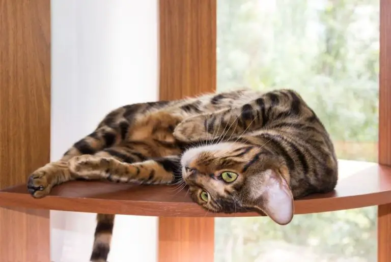 Toyger Catpointers